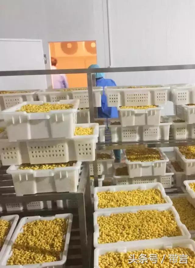 美梅的梦想｜世界最古老植物的馈赠——泰兴银杏