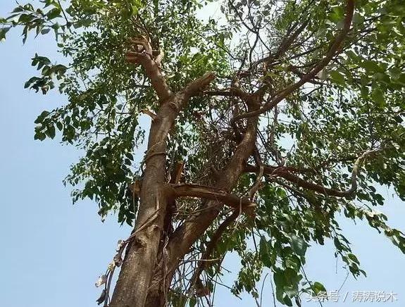 「识木」非洲檀香（檀香花梨）与螺穗木