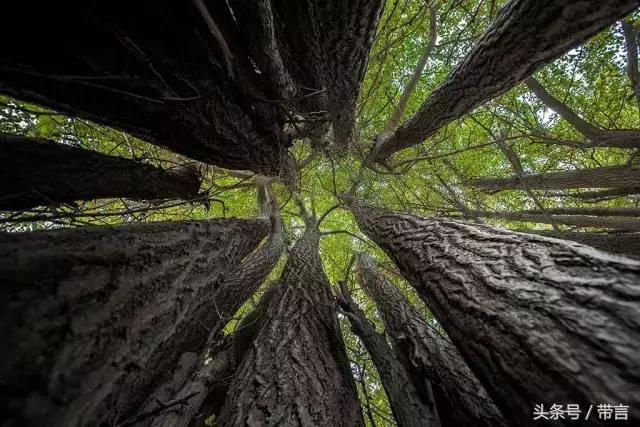 美梅的梦想｜世界最古老植物的馈赠——泰兴银杏