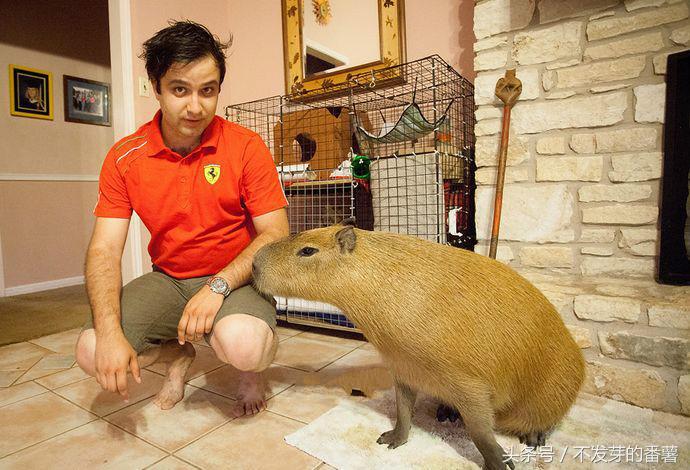人工饲养大老鼠,农村小伙家里养了一只大老鼠