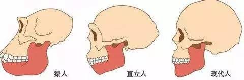 你为*牙虎**纠结过吗？是可爱还是丑