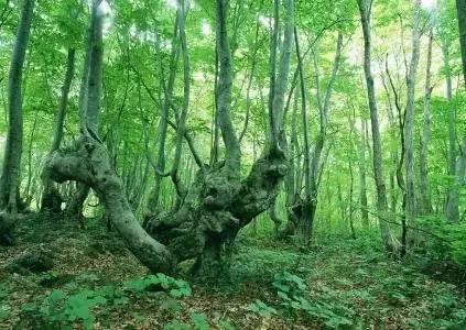 岩泉：沧海桑田｜小小说