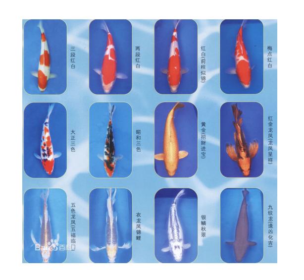 锦鲤是属于淡水鱼还是海鱼,锦鲤是中国还是日本的