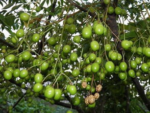 楝木皮有什么功效,楝木的功效