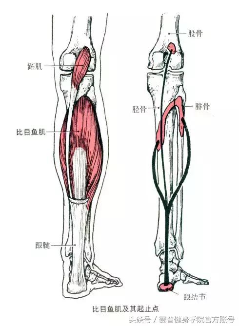 无器械训练小腿十个最佳动作,训练小腿最好的方法