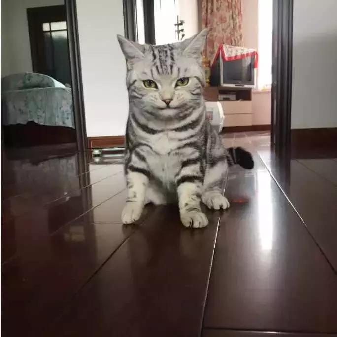 原来猫咪会托梦是真的,原来猫咪真的会哭