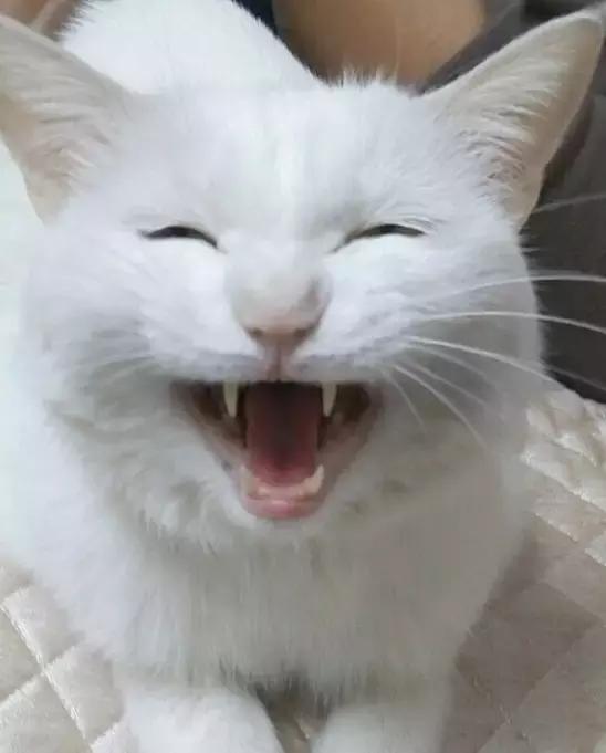原来猫咪会托梦是真的,原来猫咪真的会哭