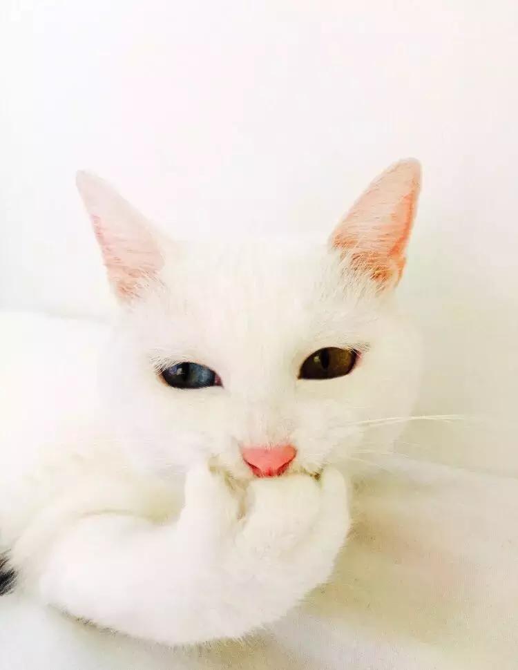 原来猫咪会托梦是真的,原来猫咪真的会哭