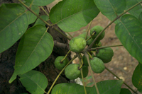 楝木皮有什么功效,楝木的功效