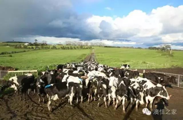 澳洲奶粉是不是不能买了,澳洲奶粉还能买吗有没有被污染