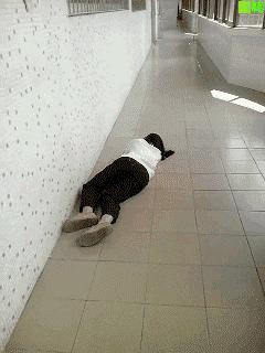 妇女之宝宾至如归什么意思,妇女之宝宾至如归啥意思