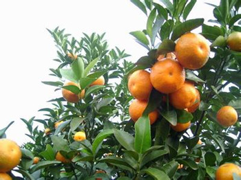 越南水果分布图,越南有名的水果有哪些