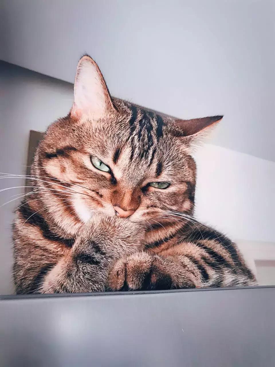 原来猫咪会托梦是真的,原来猫咪真的会哭