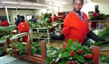 亚洲最大玫瑰花基地,世界最大玫瑰种植基地