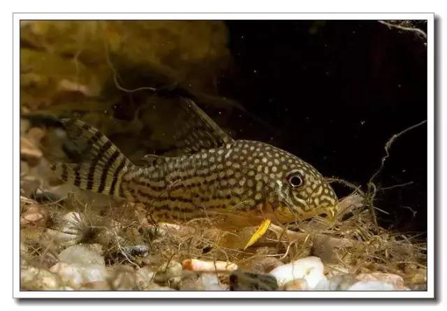 鼠鱼的发病季节,鼠鱼抗病