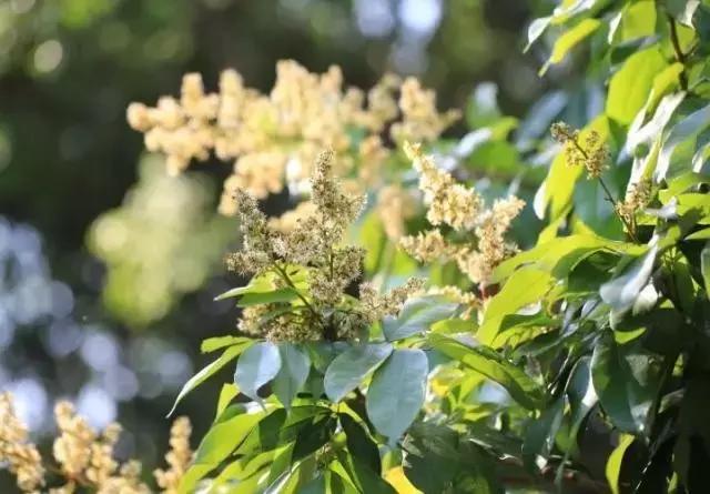 红楼花木志｜荔枝：和缠丝白玛瑙碟子最搭配的水果