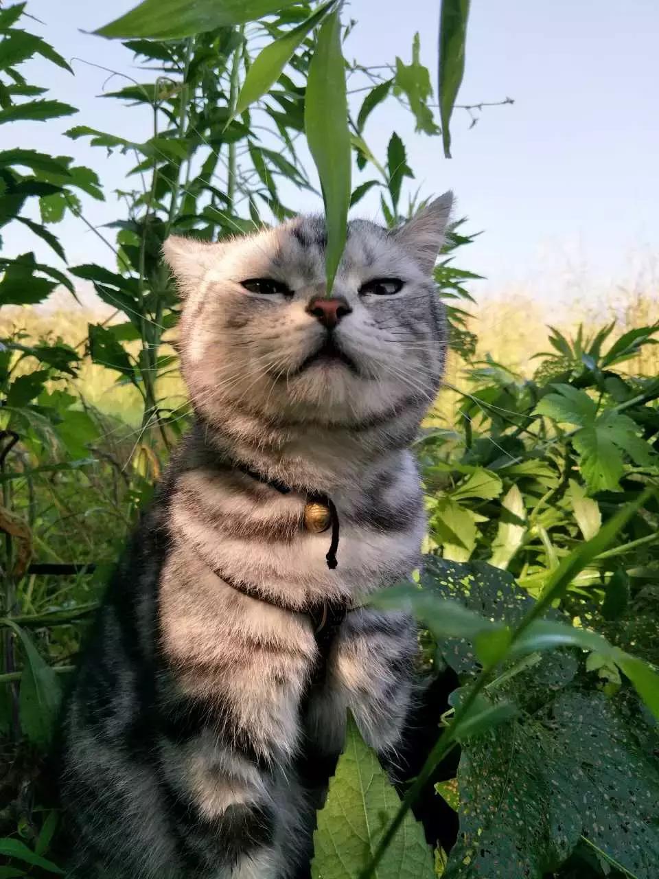 原来猫咪会托梦是真的,原来猫咪真的会哭