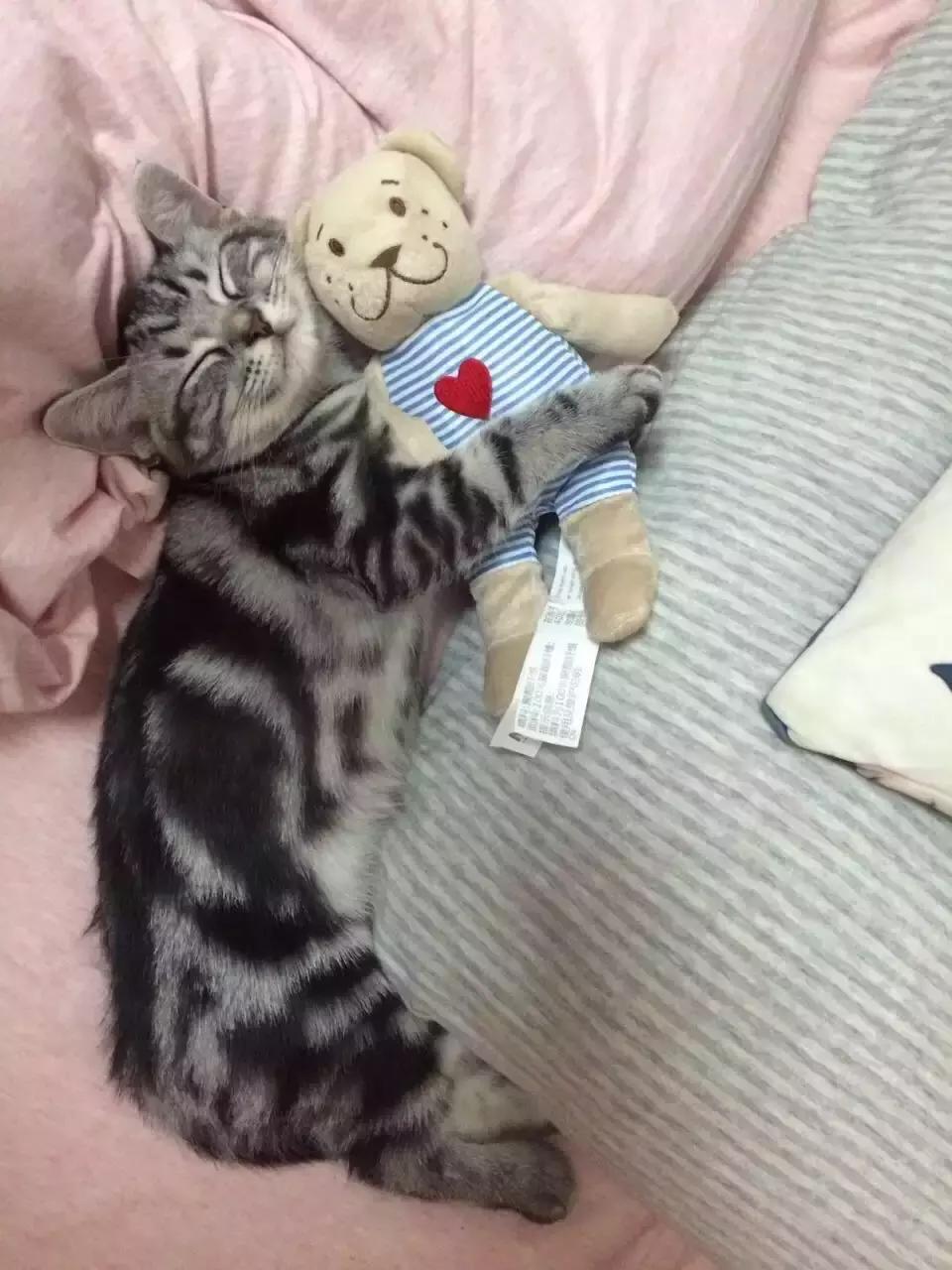 原来猫咪会托梦是真的,原来猫咪真的会哭