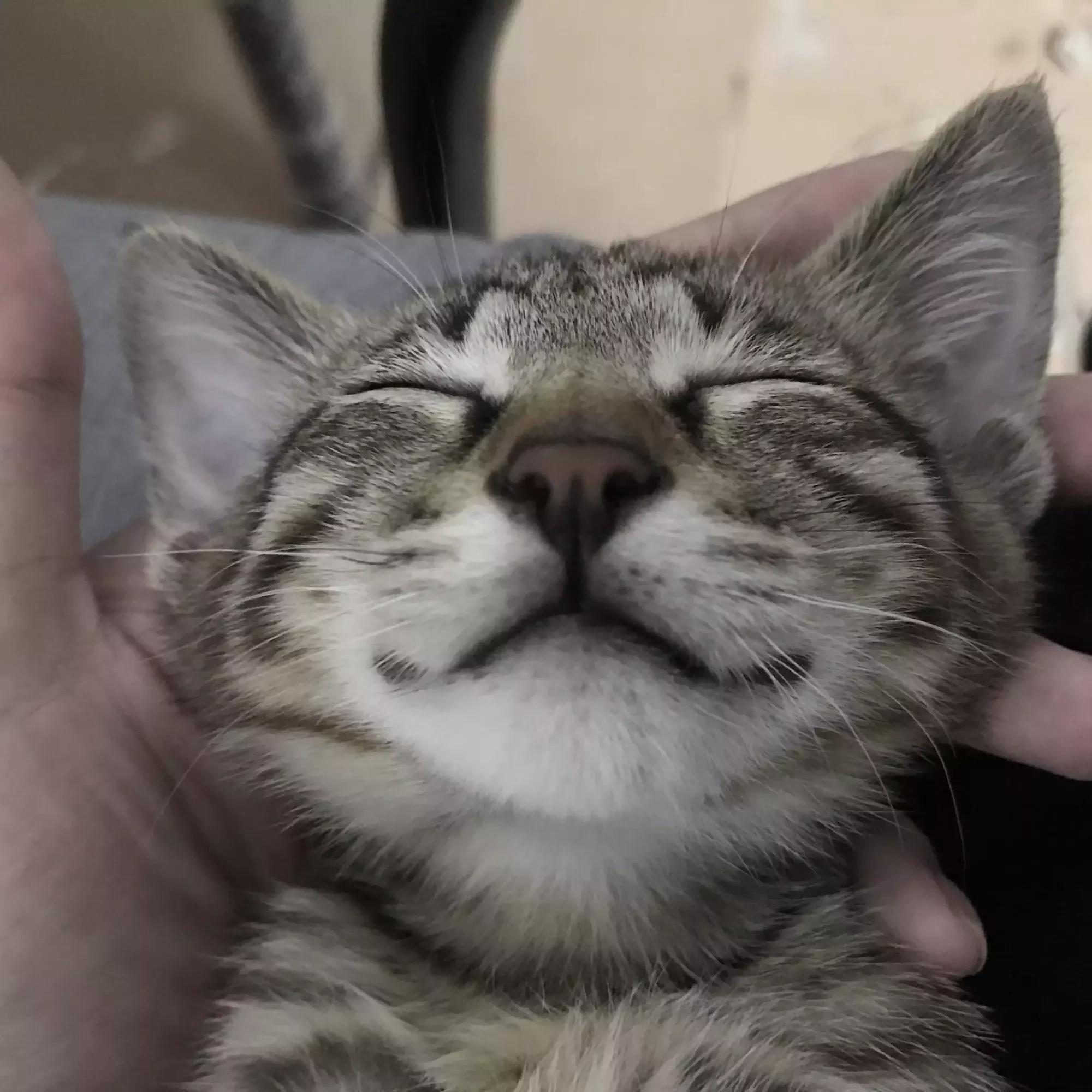 原来猫咪会托梦是真的,原来猫咪真的会哭