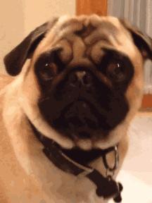 巴哥委屈吗,巴哥眼里泪汪汪的怎么回事