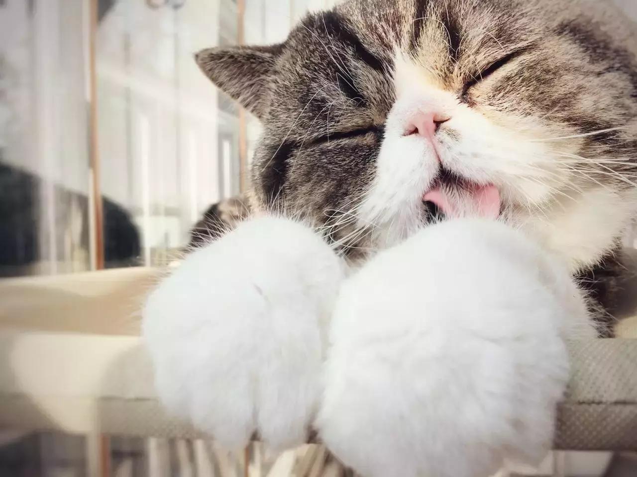 原来猫咪会托梦是真的,原来猫咪真的会哭