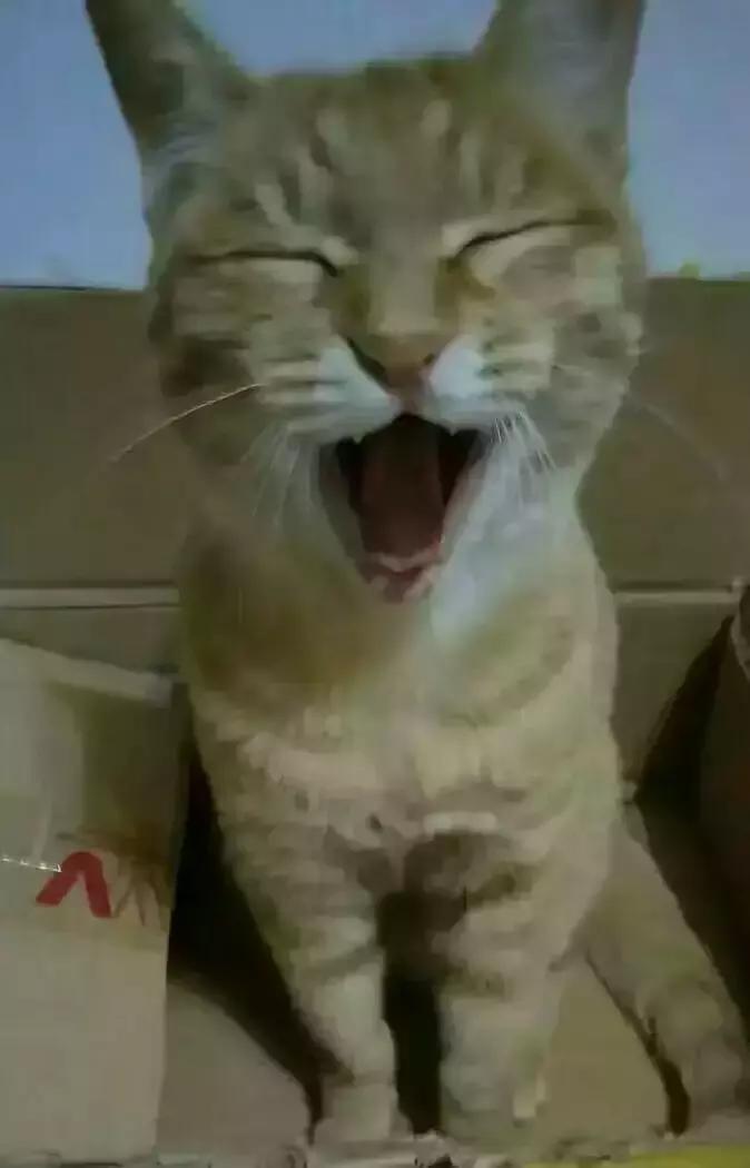 原来猫咪会托梦是真的,原来猫咪真的会哭