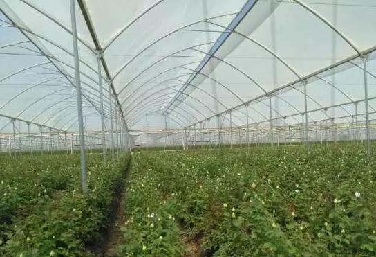 亚洲最大玫瑰花基地,世界最大玫瑰种植基地