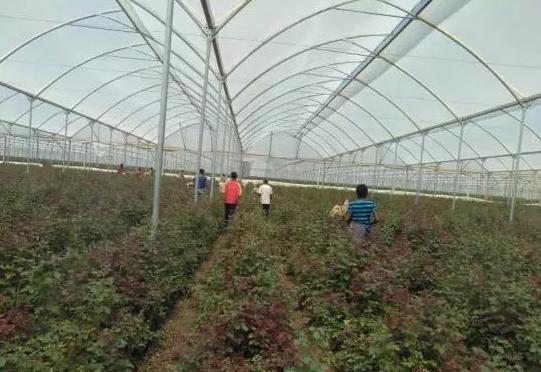 亚洲最大玫瑰花基地,世界最大玫瑰种植基地