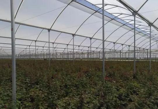 亚洲最大玫瑰花基地,世界最大玫瑰种植基地