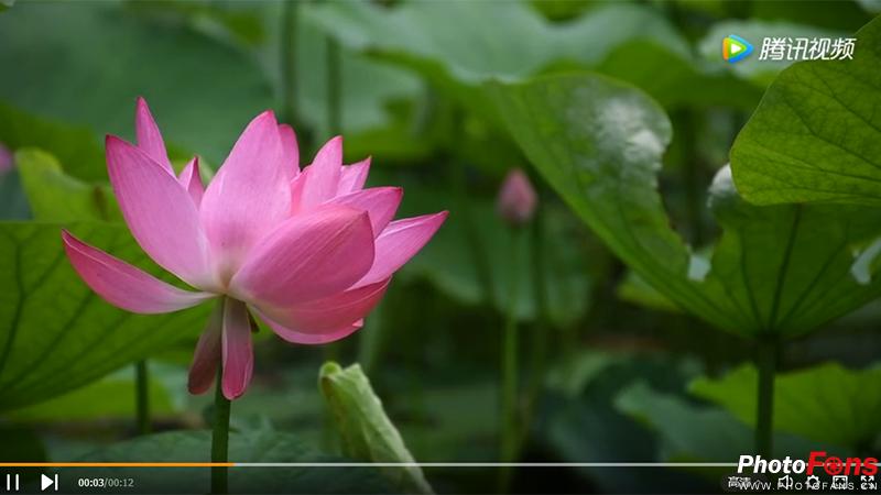 尼康d7500实拍测评,尼康d7500配50-1.8镜头拍什么最好