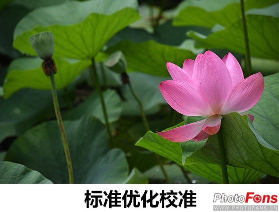 尼康d7500实拍测评,尼康d7500配50-1.8镜头拍什么最好