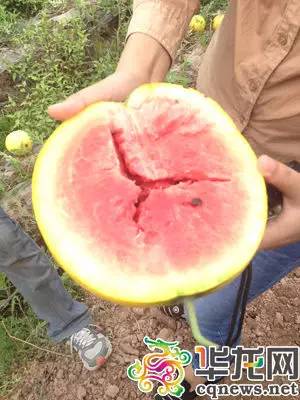 石柱“拇指姑娘”“金姑娘”开采啦！