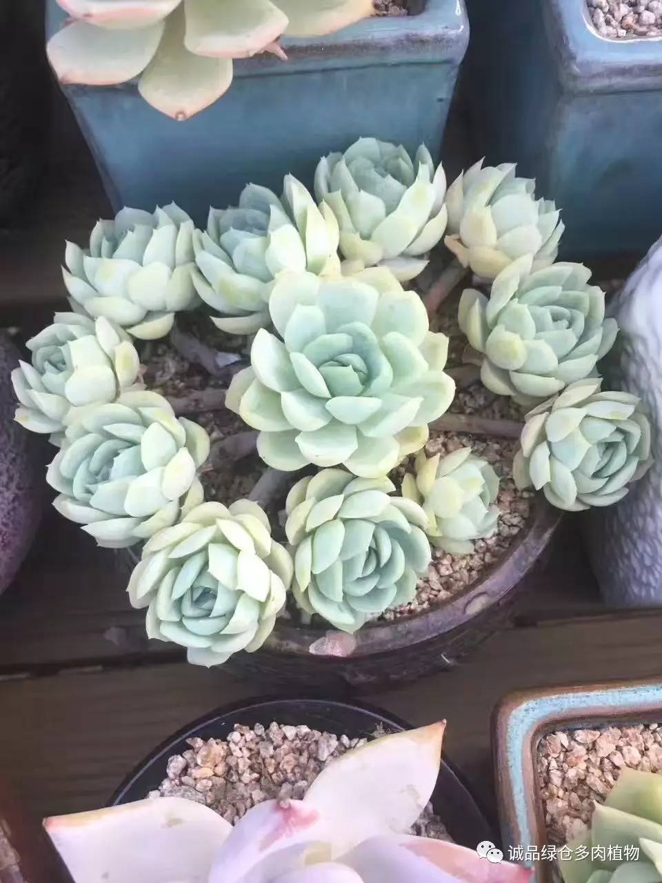 秀妍肉肉倒盆后的变化,多肉大棚展现图