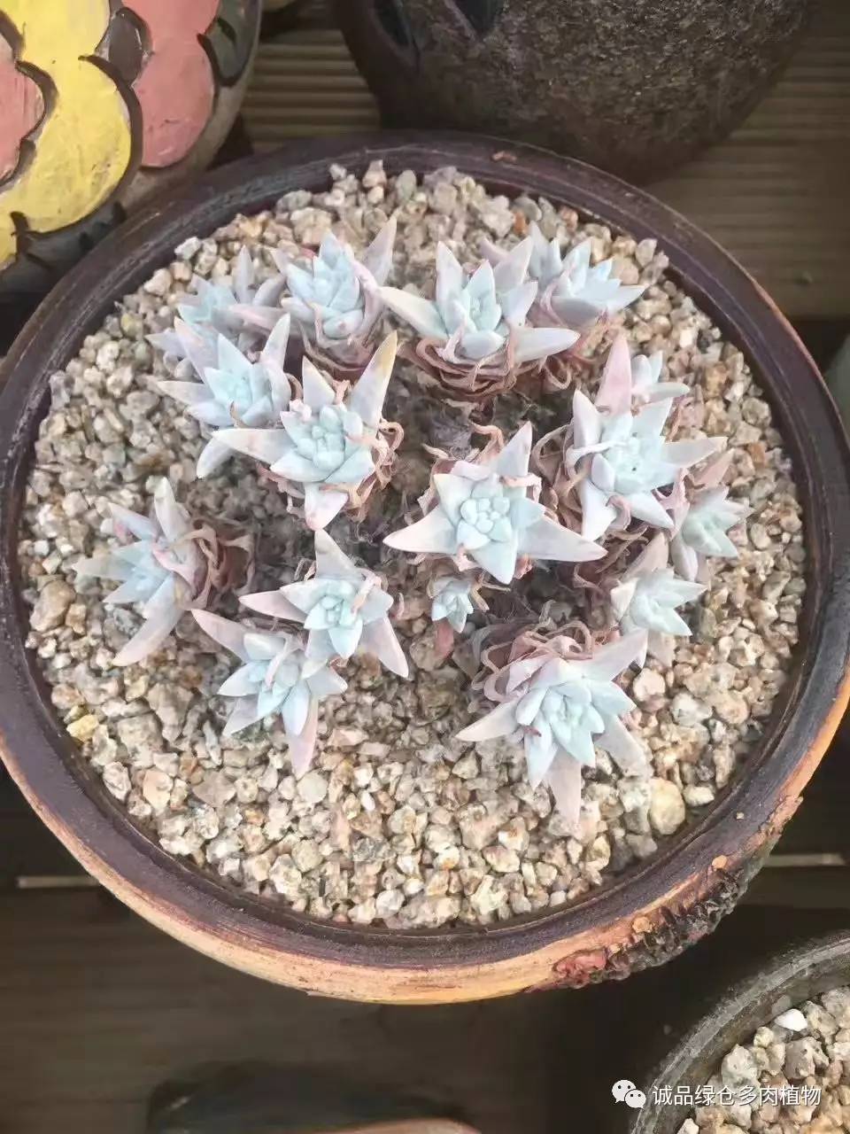 秀妍肉肉倒盆后的变化,多肉大棚展现图