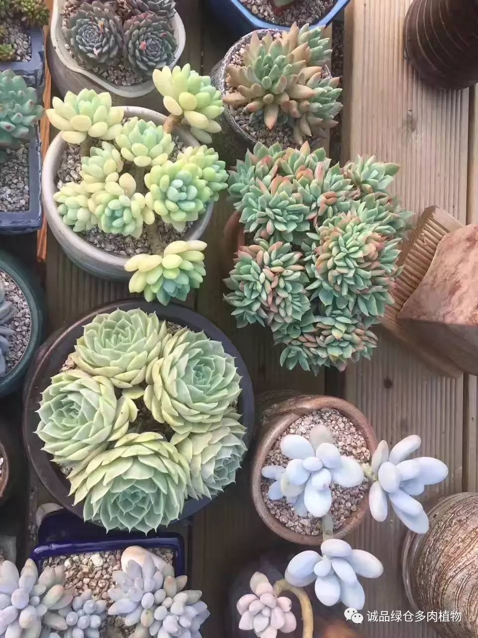 秀妍肉肉倒盆后的变化,多肉大棚展现图