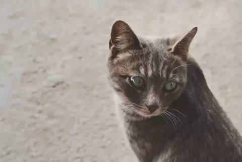 孕妈们要如何与宠物共处,孕期与宠物亲密接触