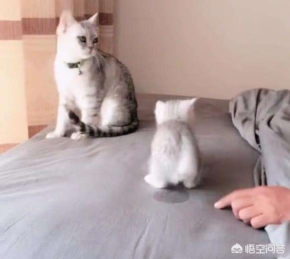 家里有陌生人来猫咪就躲起来,猫咪到新家一直躲