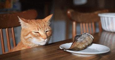 家里有陌生人来猫咪就躲起来,猫咪到新家一直躲