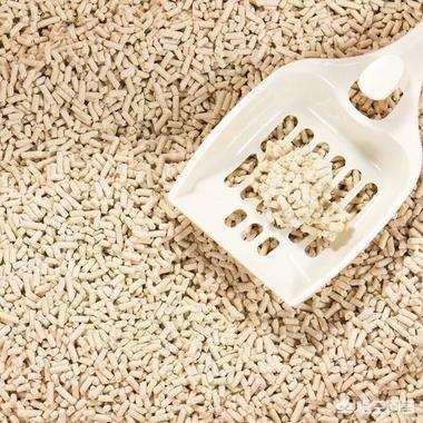 家里有陌生人来猫咪就躲起来,猫咪到新家一直躲