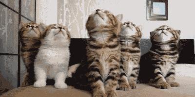 家里有陌生人来猫咪就躲起来,猫咪到新家一直躲