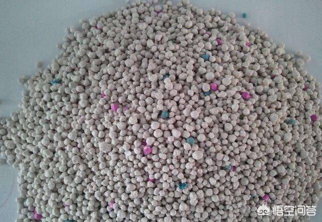 家里有陌生人来猫咪就躲起来,猫咪到新家一直躲