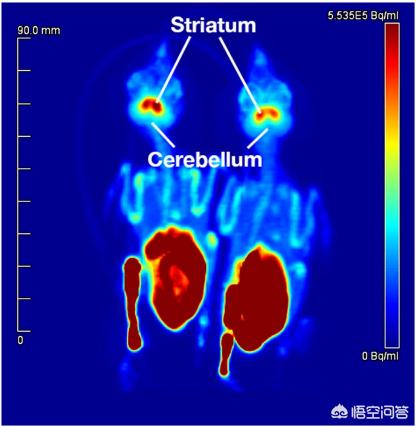 辟谣！人为什么不养麻雀？是因为麻雀气性大，养不活？