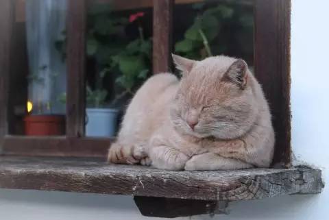 孕妈们要如何与宠物共处,孕期与宠物亲密接触