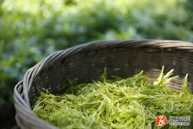 传说中的世外桃源：走进千年土家长寿村