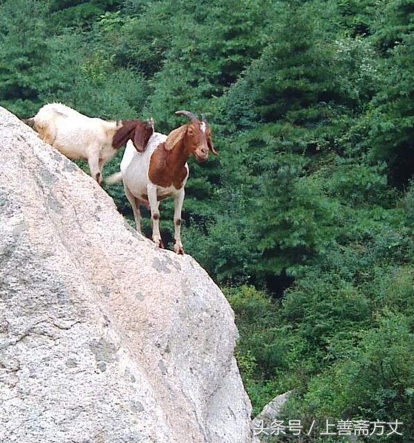 上官云飞游记五台山,上官云飞2018