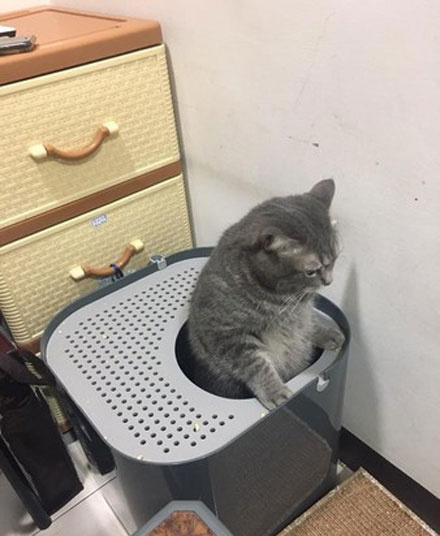 猫咪结扎之后需要注意什么,猫咪结扎前一定要打三联