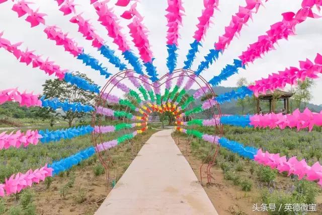 刘家旺普罗旺斯薰衣草花海,法国普罗旺斯薰衣草花海唯美视频