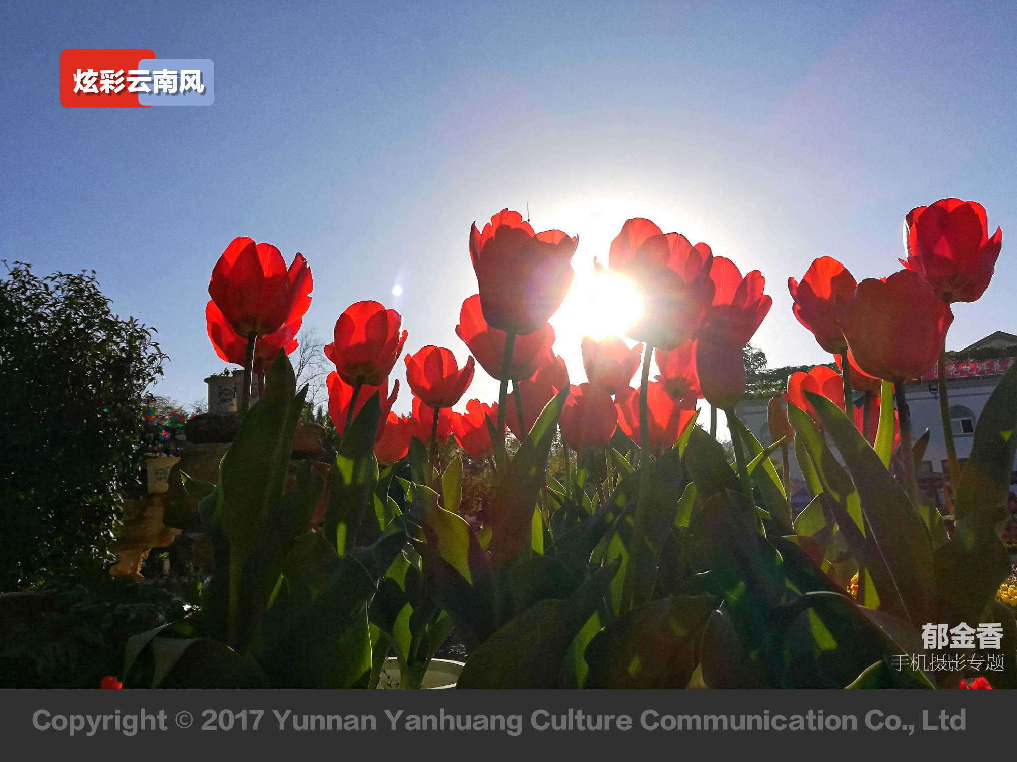 手机拍摄唯美的郁金香,荷兰国花郁金香造型