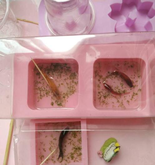 小小的金鱼死了怎么才能救活,彩色的金鱼死了还可以救活吗