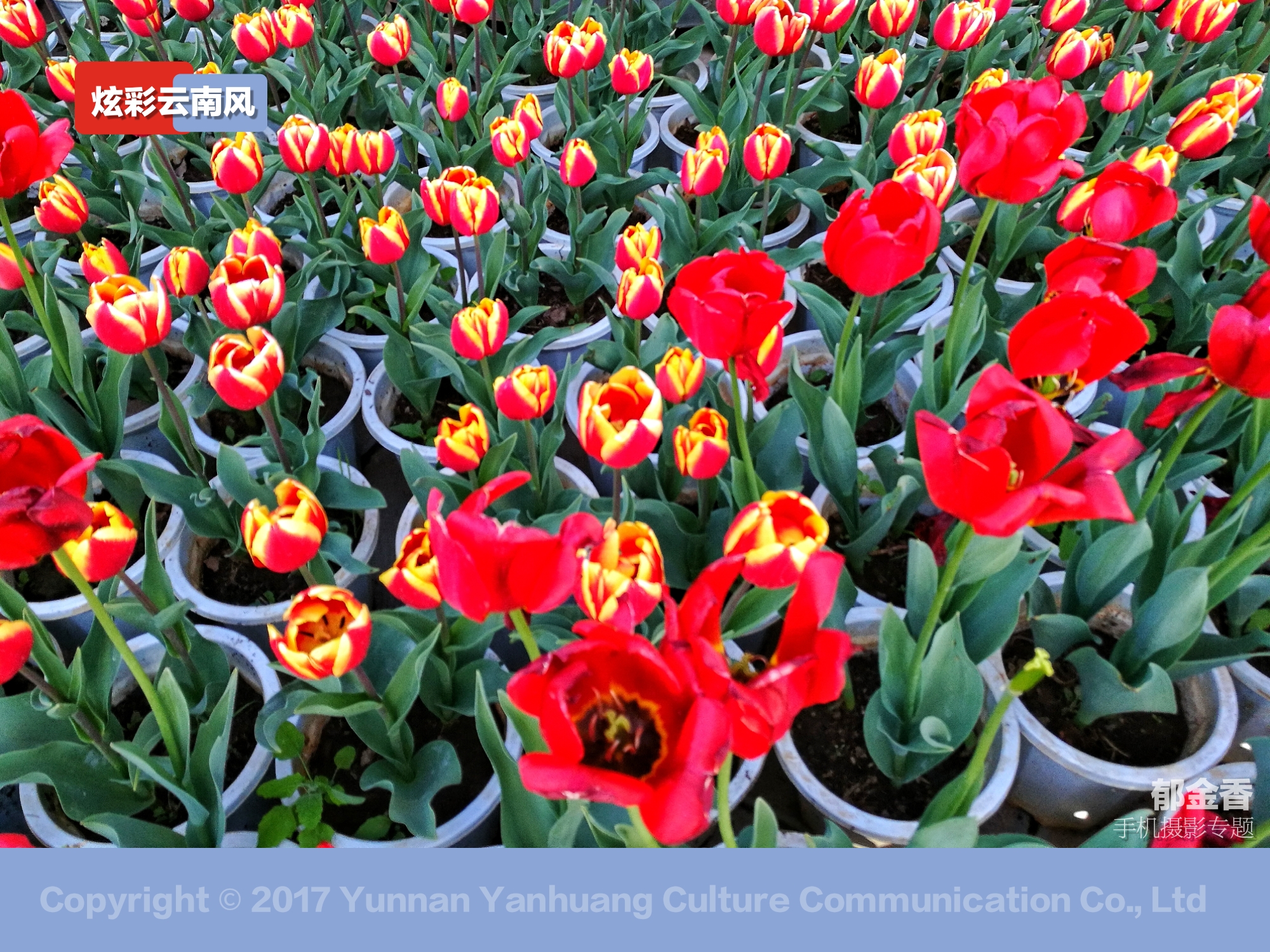 手机拍摄唯美的郁金香,荷兰国花郁金香造型